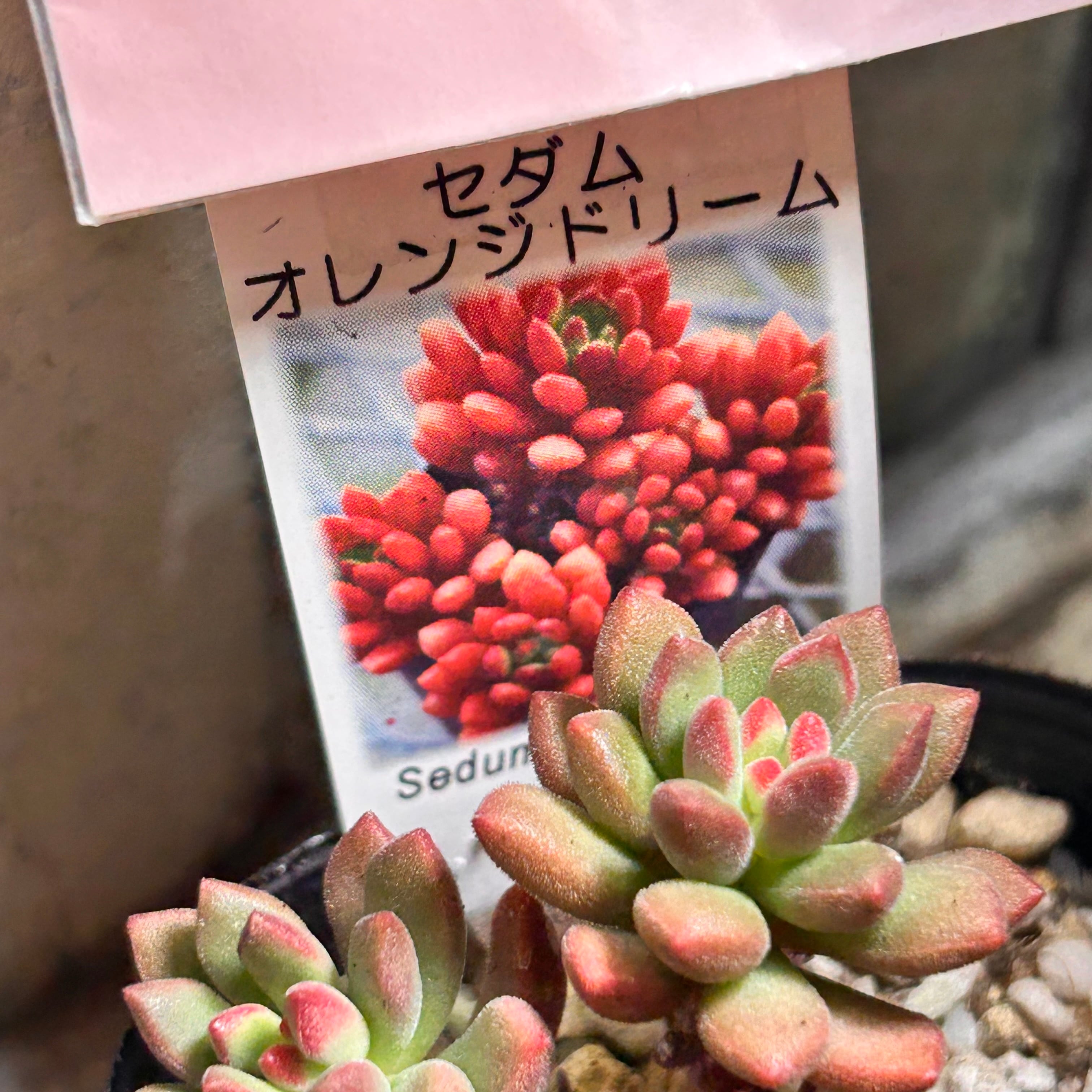 オレンジドリーム | RuPo 多肉植物専門店