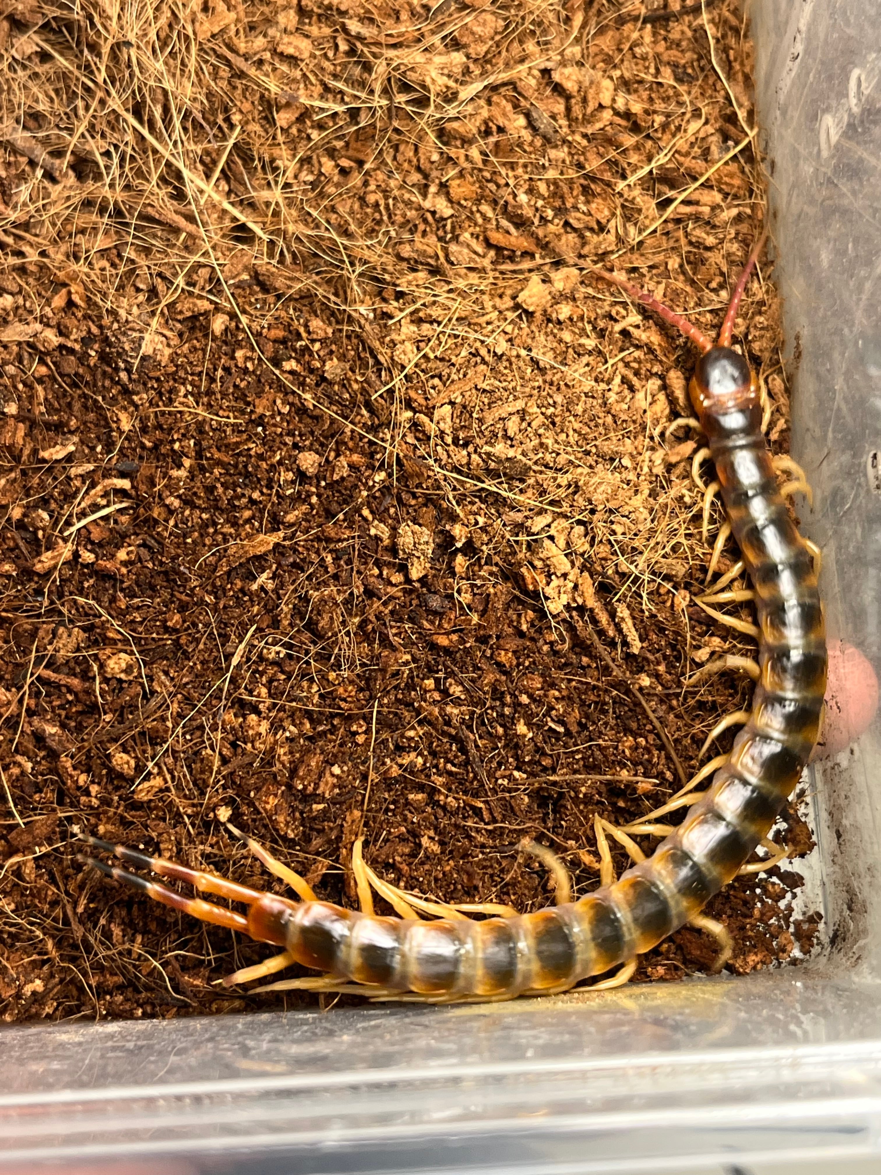 Scolopendra | オモニキチュウ
