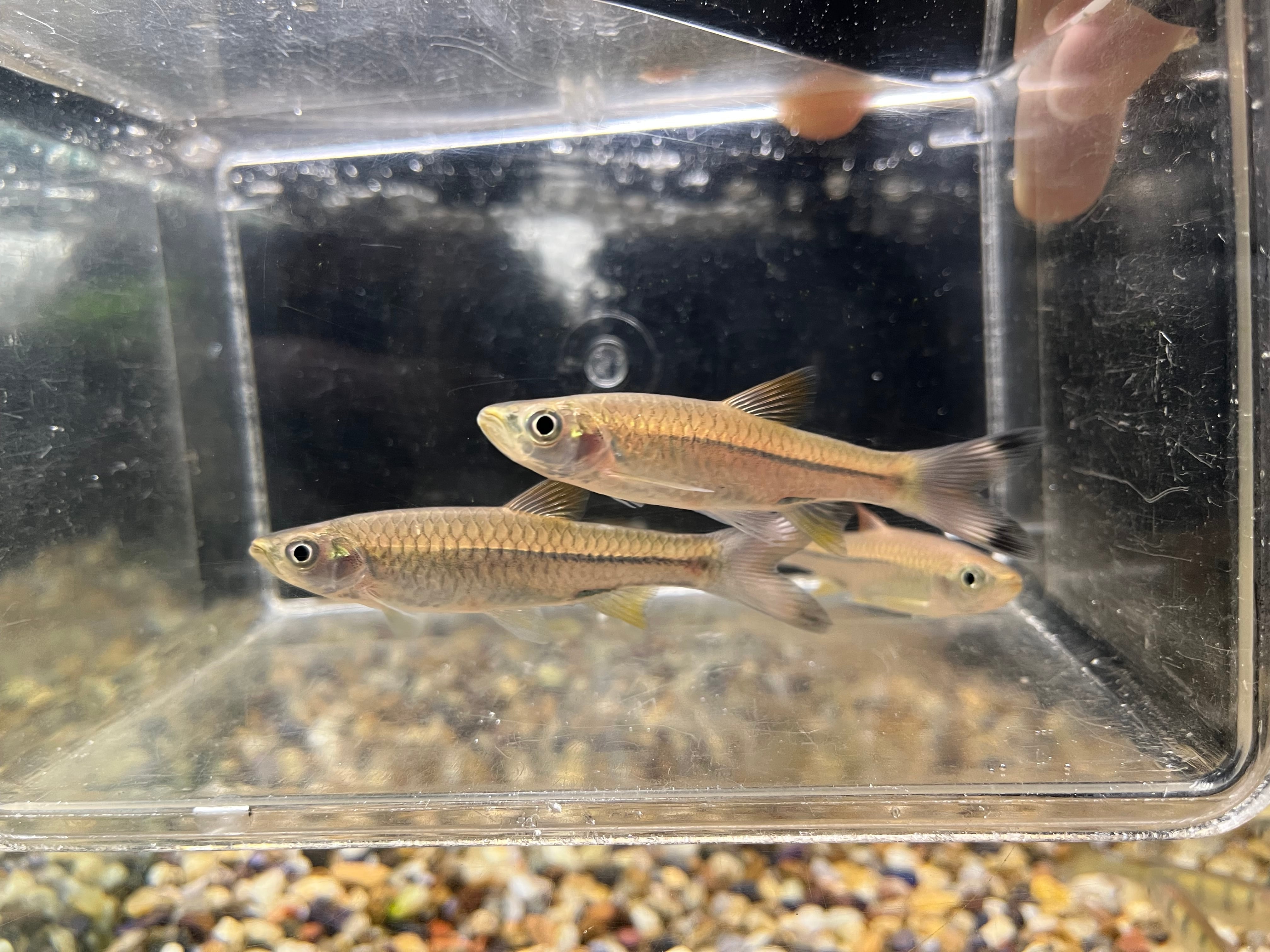 1匹】特価！インドネシア直輸入便WILDラスボラピックノベザ(グレーター