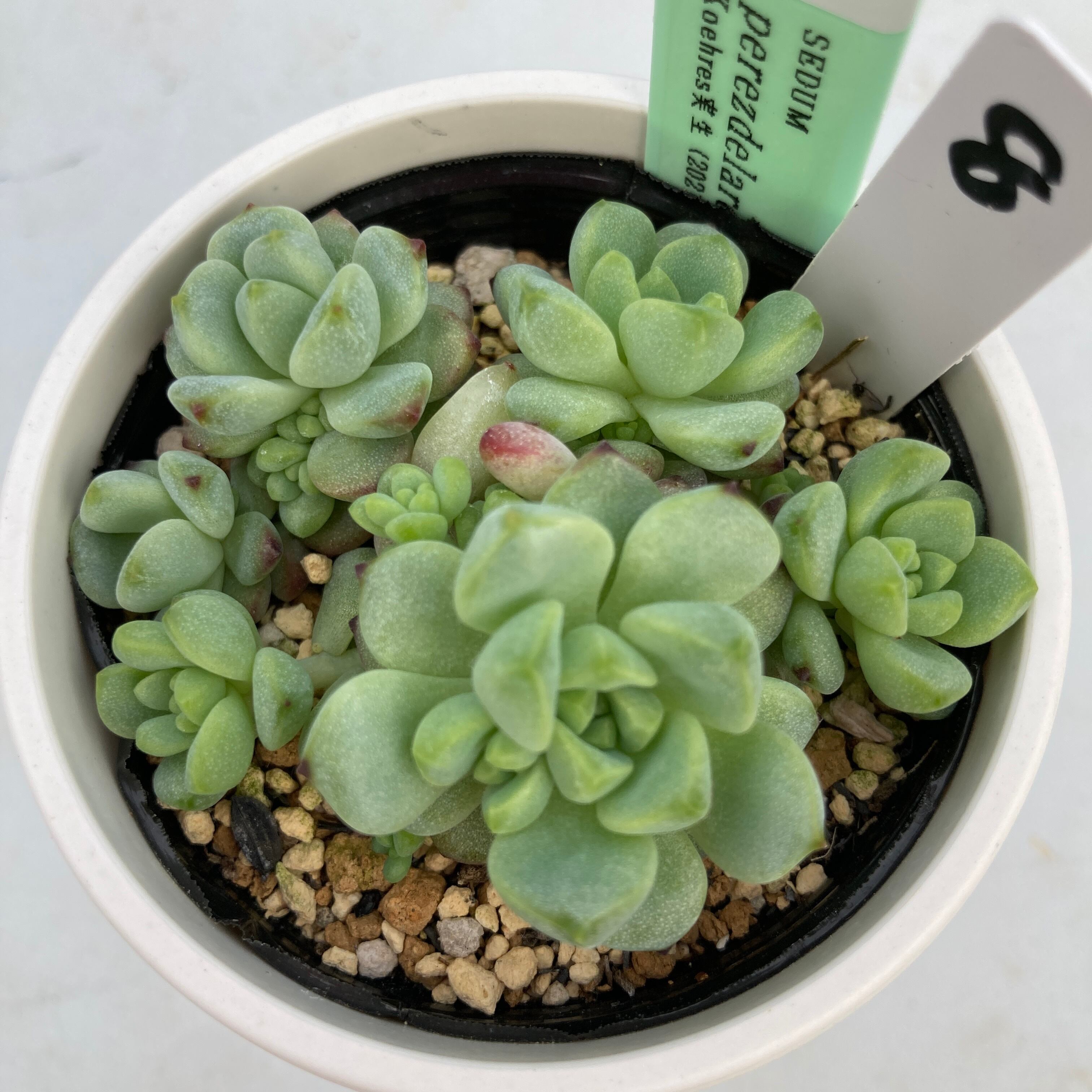 セダム | 多肉植物研究所