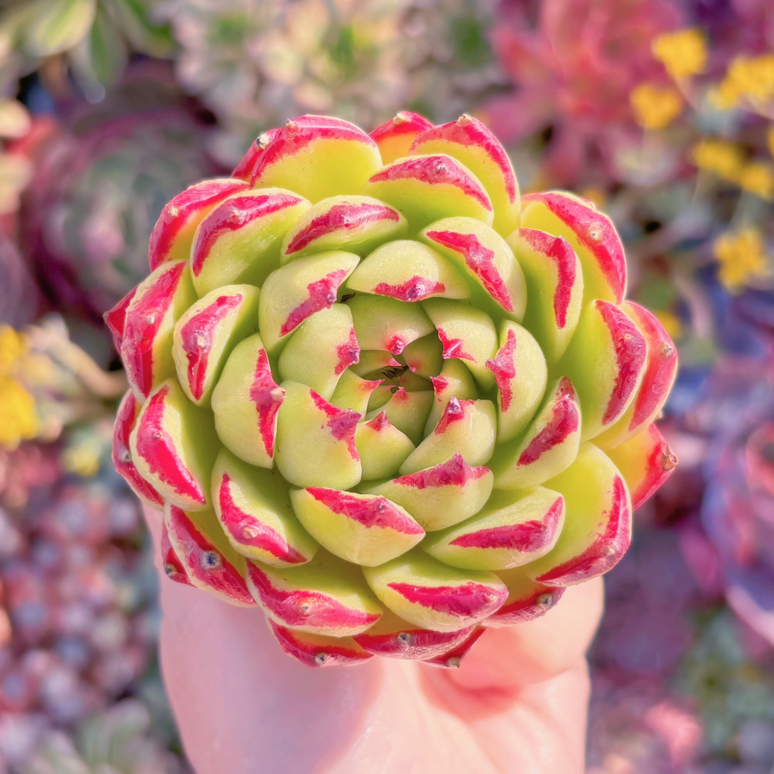 多肉植物　新品種　モナ・リザ　在庫僅少　新入荷　るる農園