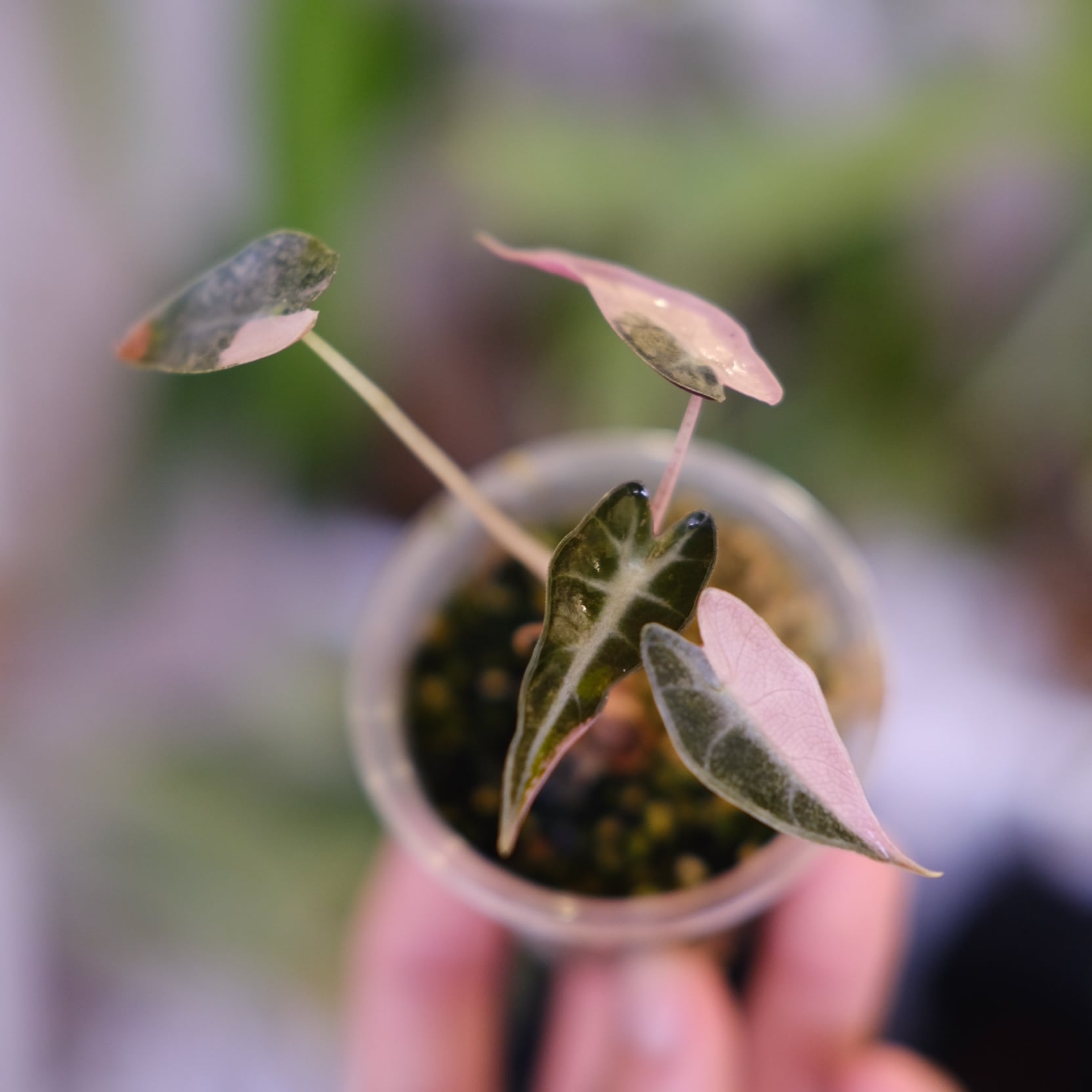 り*く様 希少 アロカシア ブラックサタンピンクボーン 芋 アロカシア アマゾニカ ピンク 斑入り1個芋｜Yahoo!フリマ（旧PayPay