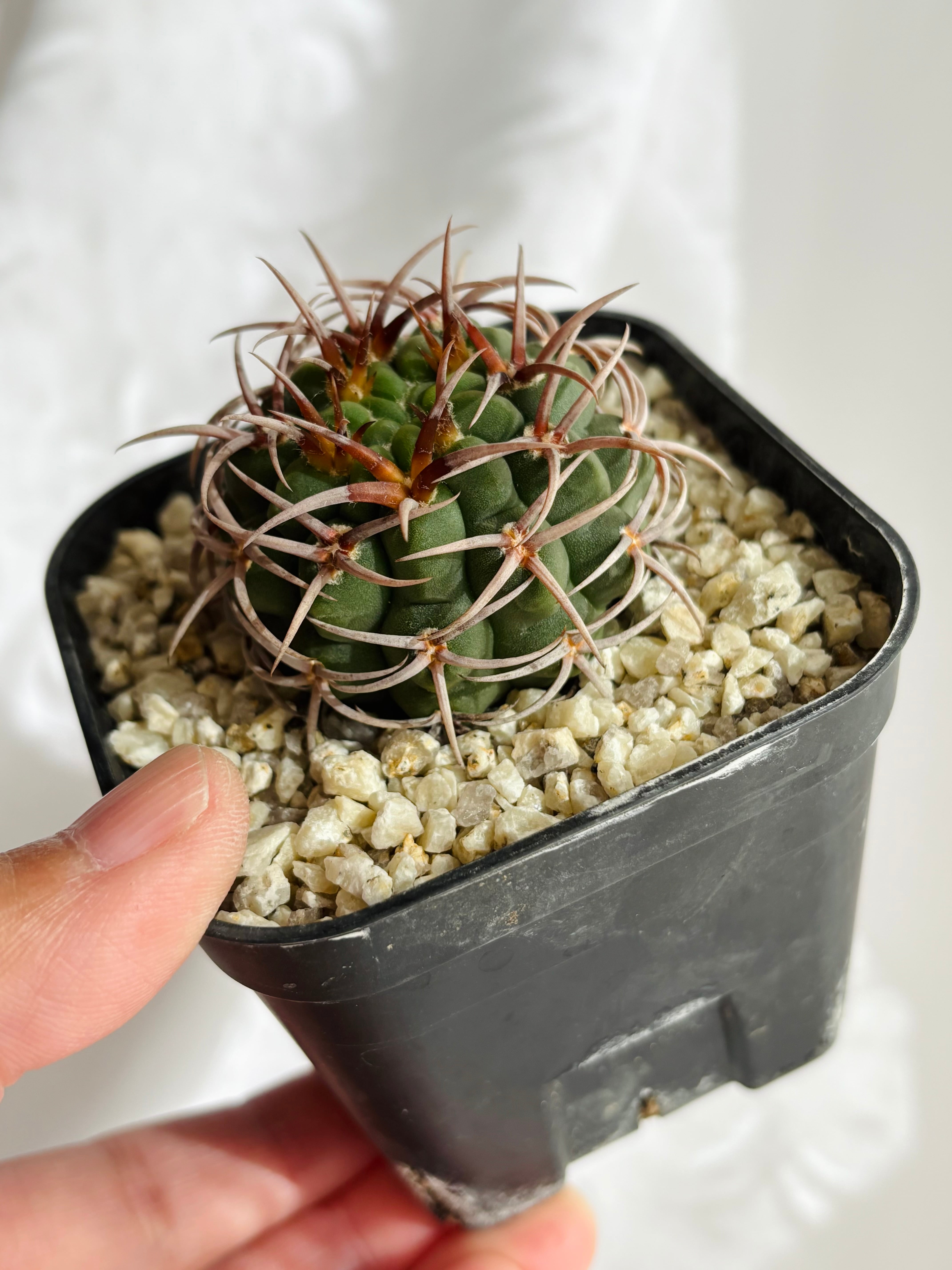 Gymnocalycium mostii ssp. ferocior ギムノカリキュウム フェロ