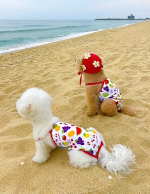 【FREDDITALE】Fresh & fruity monokini