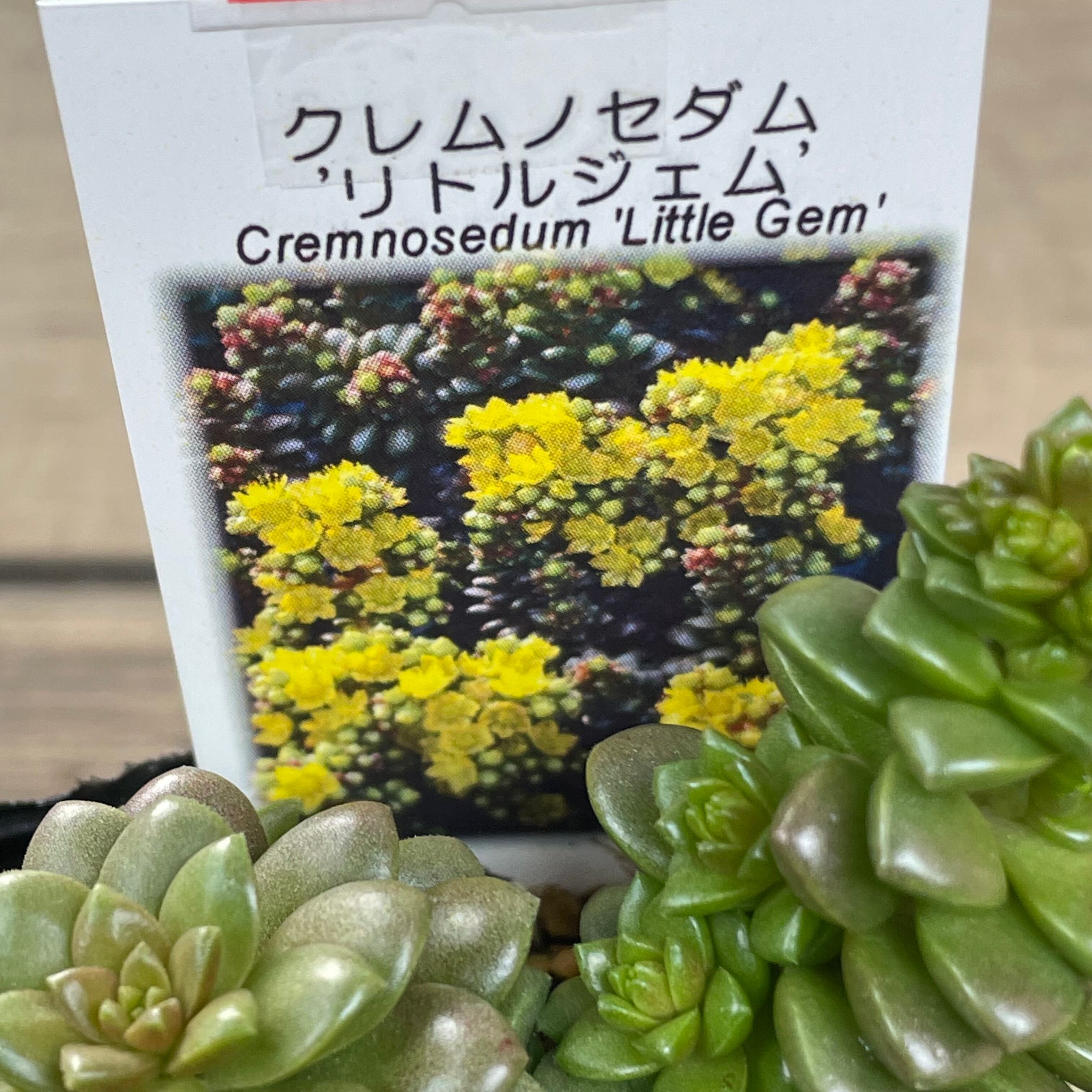 リトルジェム | RuPo 多肉植物専門店