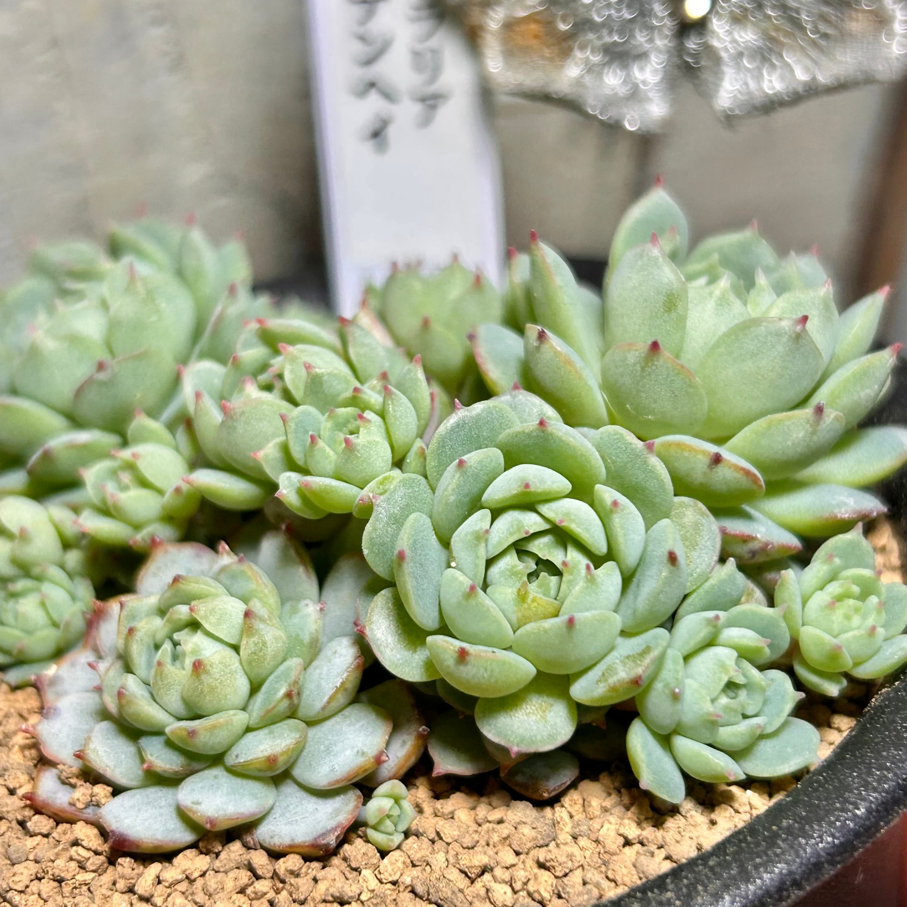 ❣️オーストラリア キャプテンヘイ❣️現品 エケベリア 寄せ植え 多肉弁当 多肉植物 オーストラリア キャプテンヘイ | RuPo 多肉植物専門店