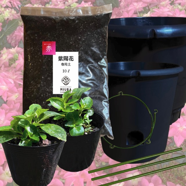 紫陽花育成キット【赤】2024 | 三浦園芸