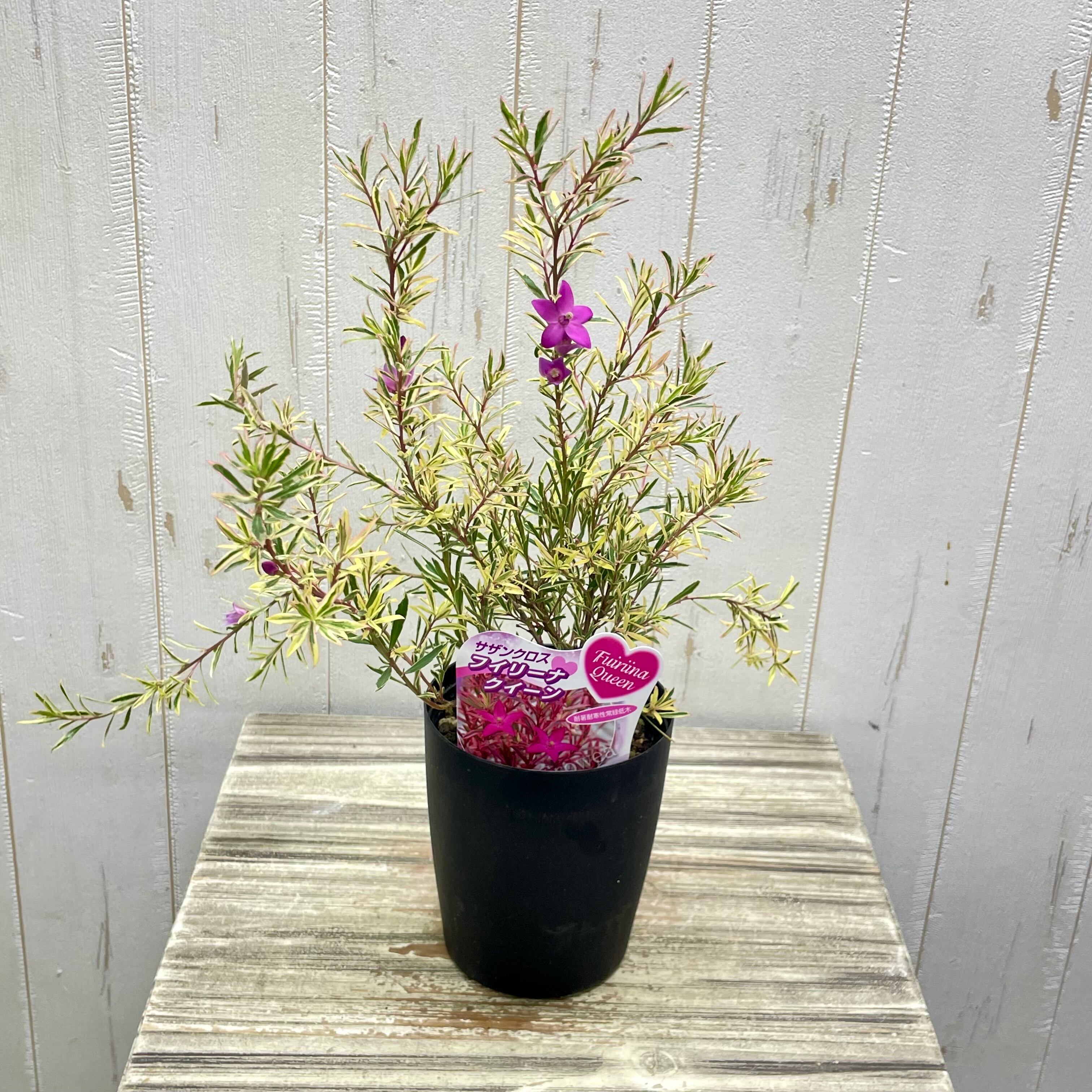 斑入り サザンクロス フィリーナ クイーン｜四季咲きの可愛いピンクの