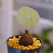 Stephania kaweesakii / ステファニア カウィーサキー㊳/ 観葉植物