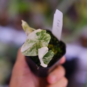 アロカシア メロ アルボ│Alocasia melo 'Albo' Var.②│観葉植物