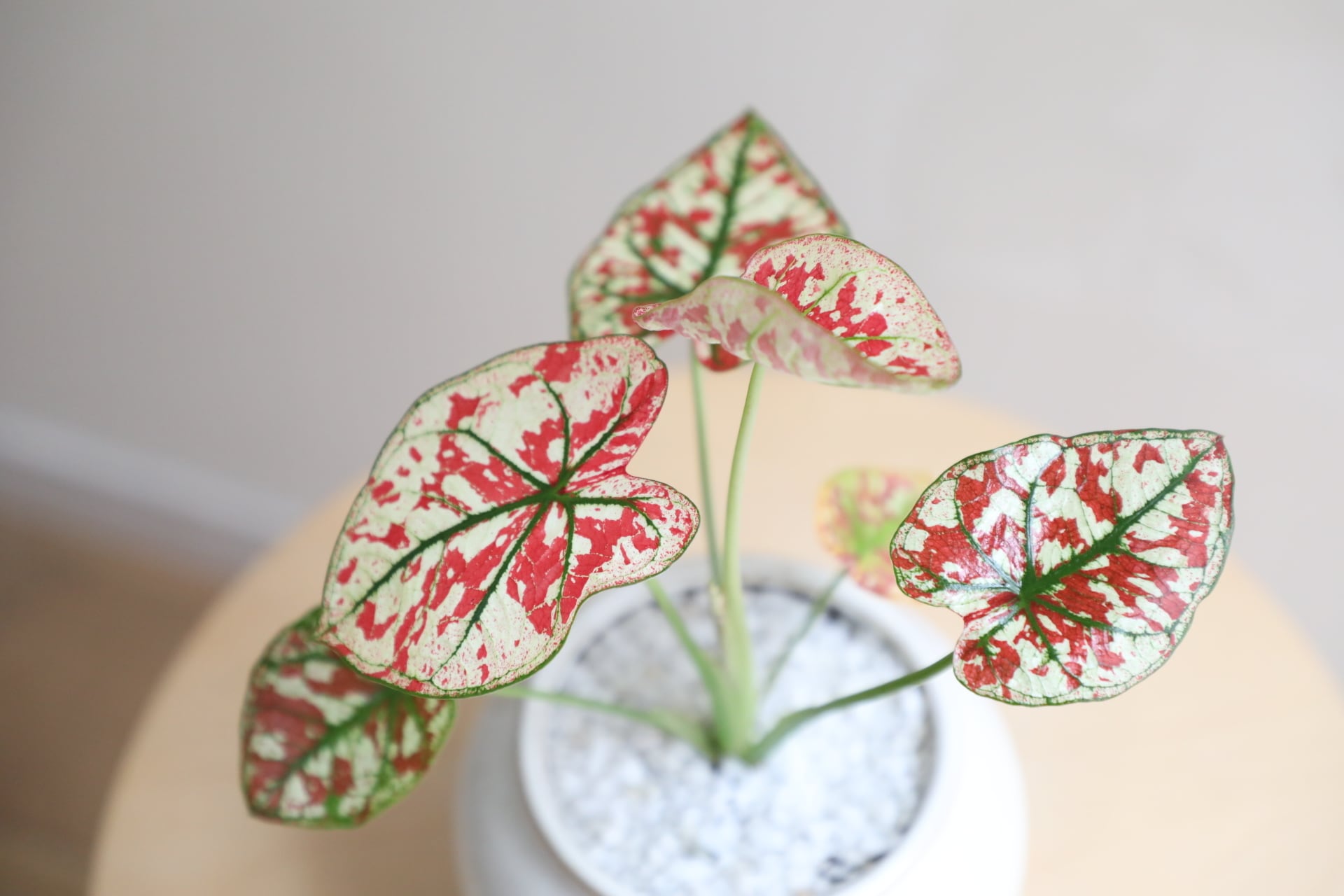 S】カラジウム ユニバース/Caladium | 【厳選植物・器】MIDORI DOUMEI