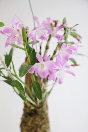 【S】デンドロビウム 桜蘭/Den.sakuraran 　※ハンギング板付苔仕立て