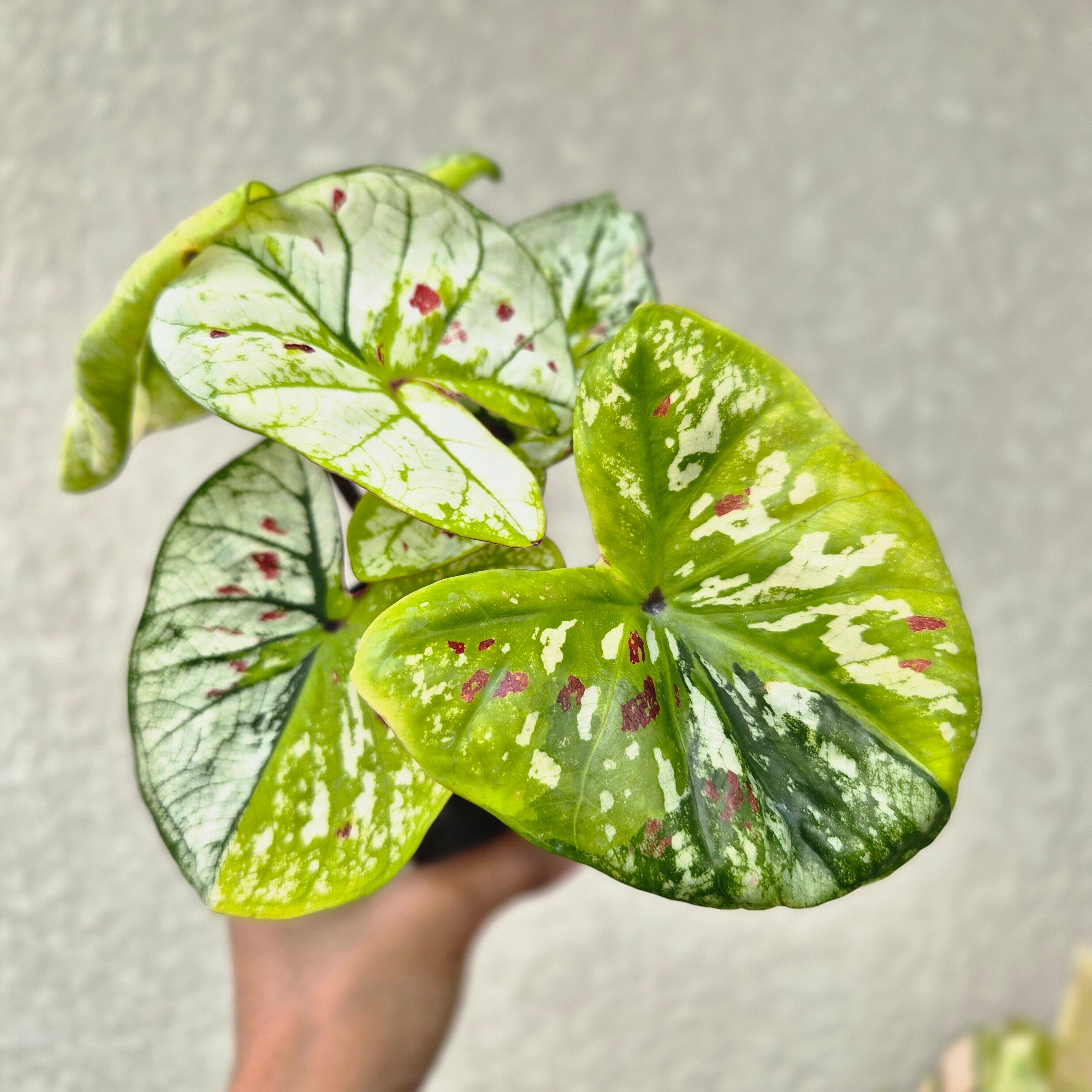 《Caladium Hybrid 》カラジウム ハイブリッド 観葉植物 葉色 アロイド