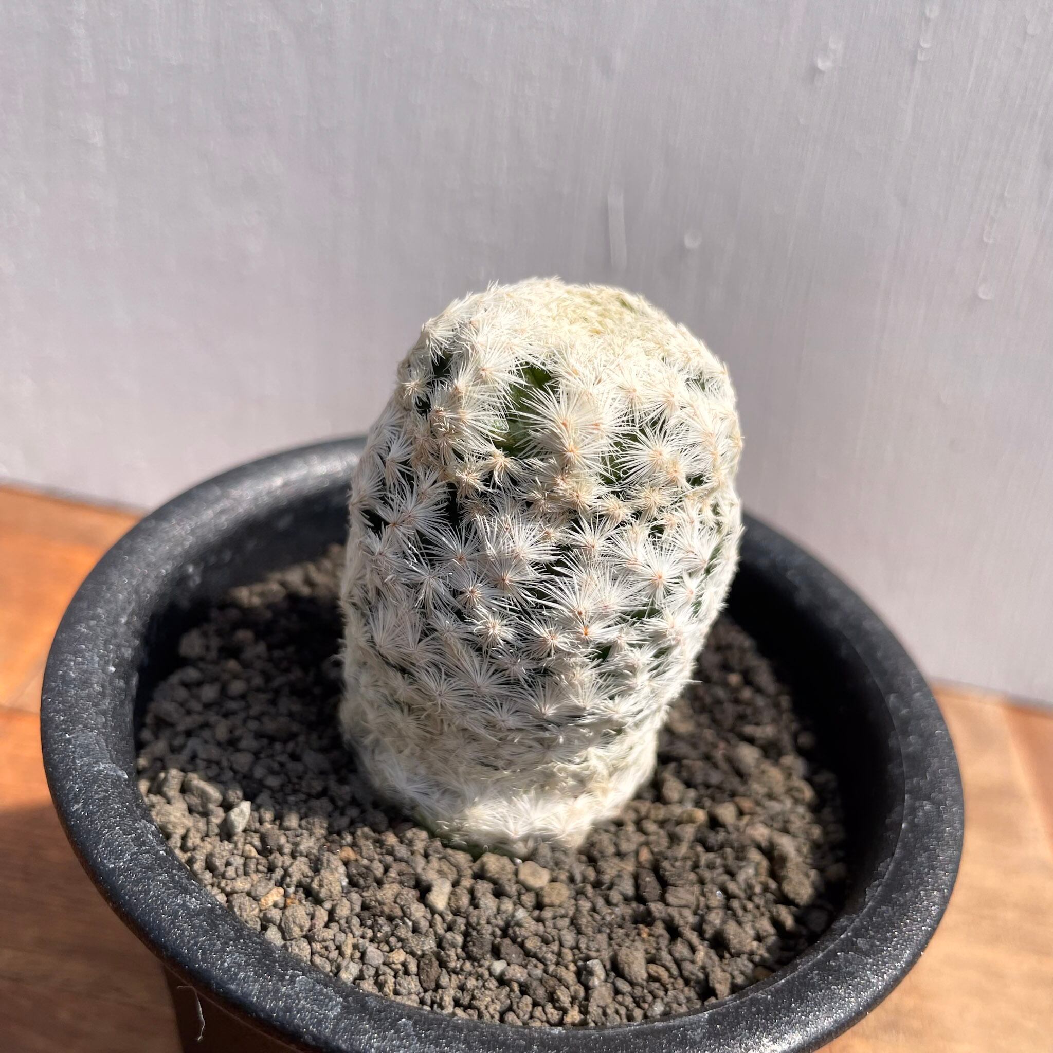 Mammillaria herrerae【マミラリア・大文字白鳥】 | RIMO'S GREEN