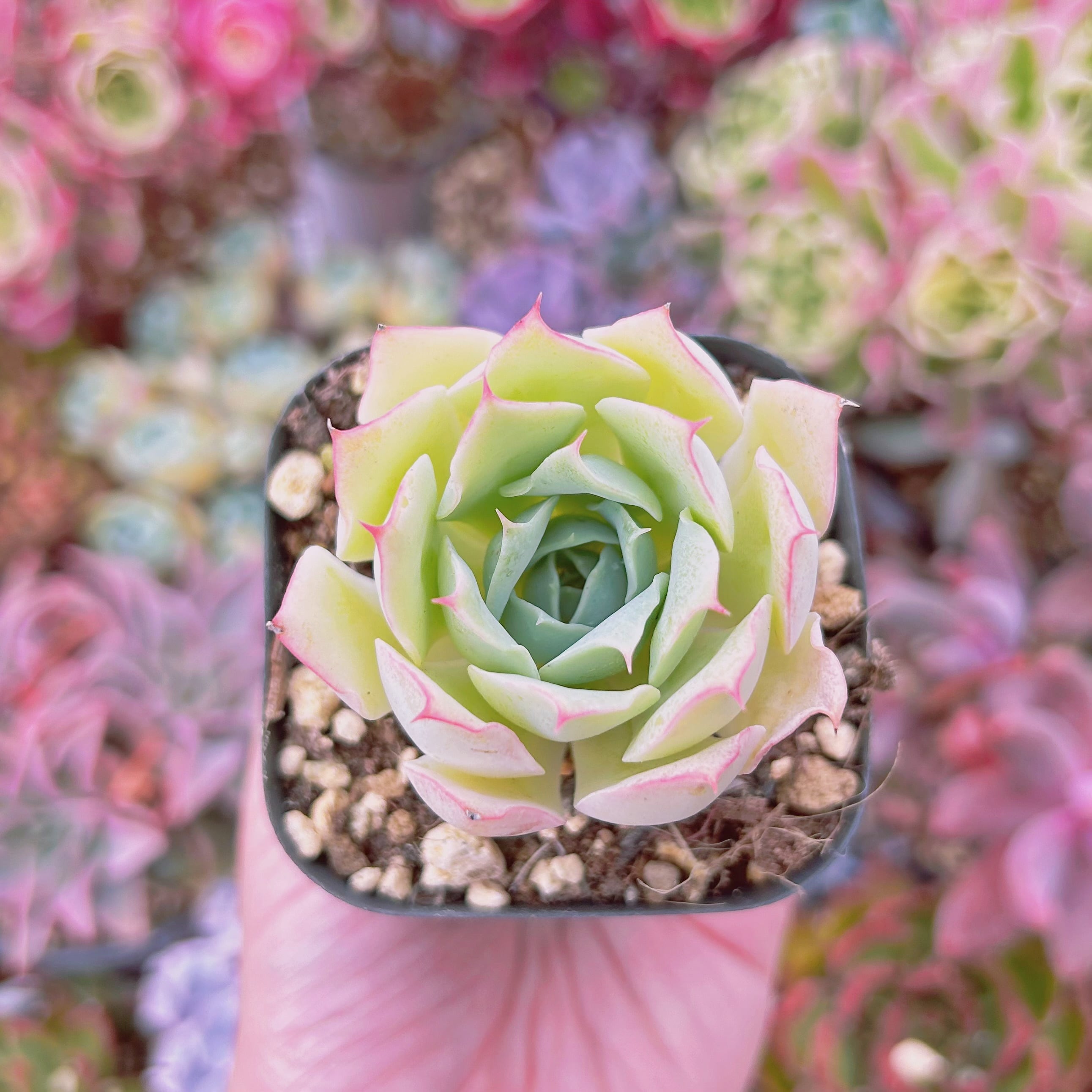 #1127現物　多肉植物　ピンクエコー　抜き苗