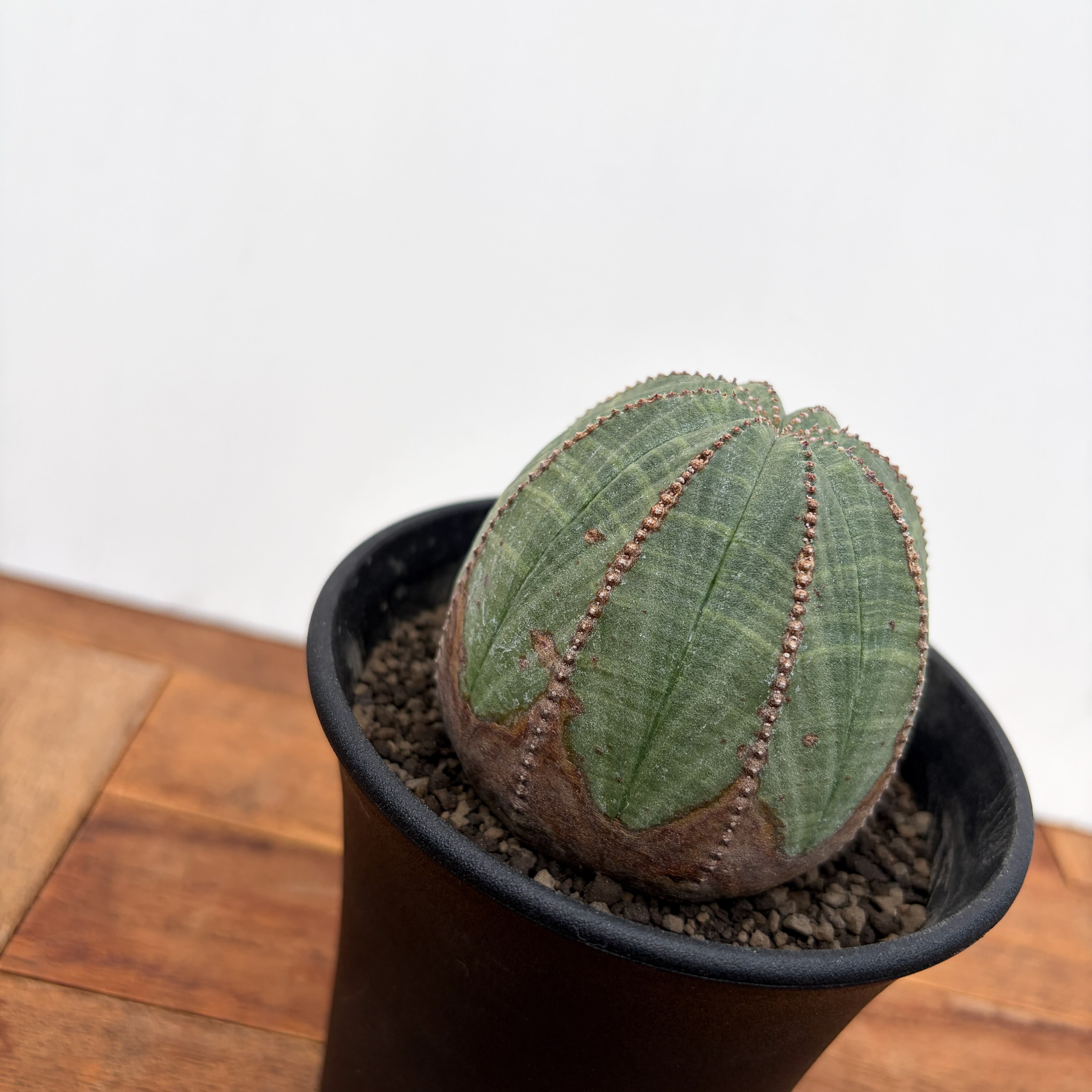 Euphorbia obesa【ユーフォルビア・オベサ・♀】 | RIMO'S GREEN
