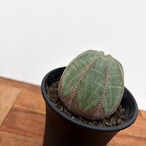 Euphorbia obesa【ユーフォルビア・オベサ・♀】