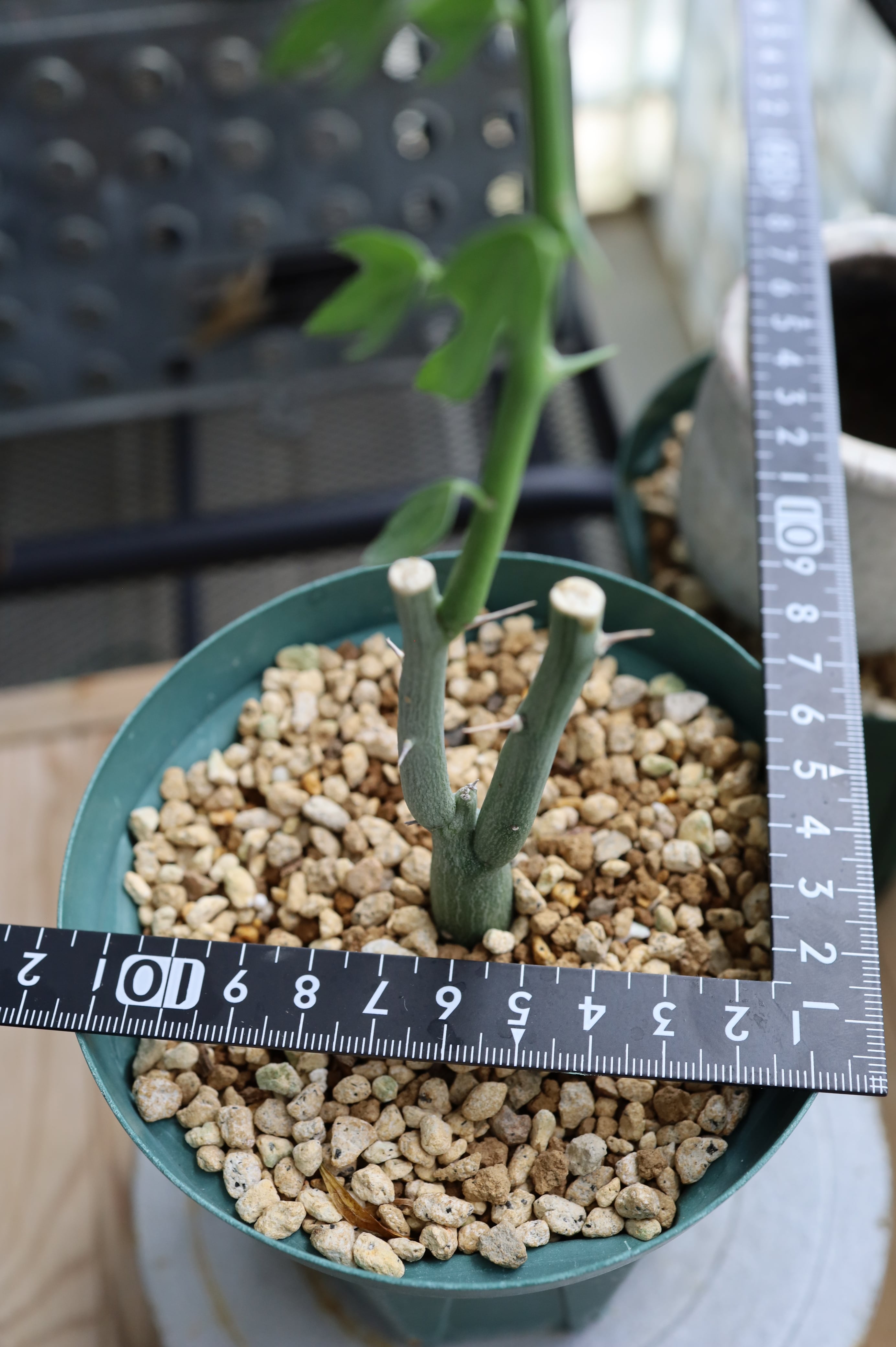 アデニア・バリー | Adenia ballyi _003 | SAVVY PLANTS