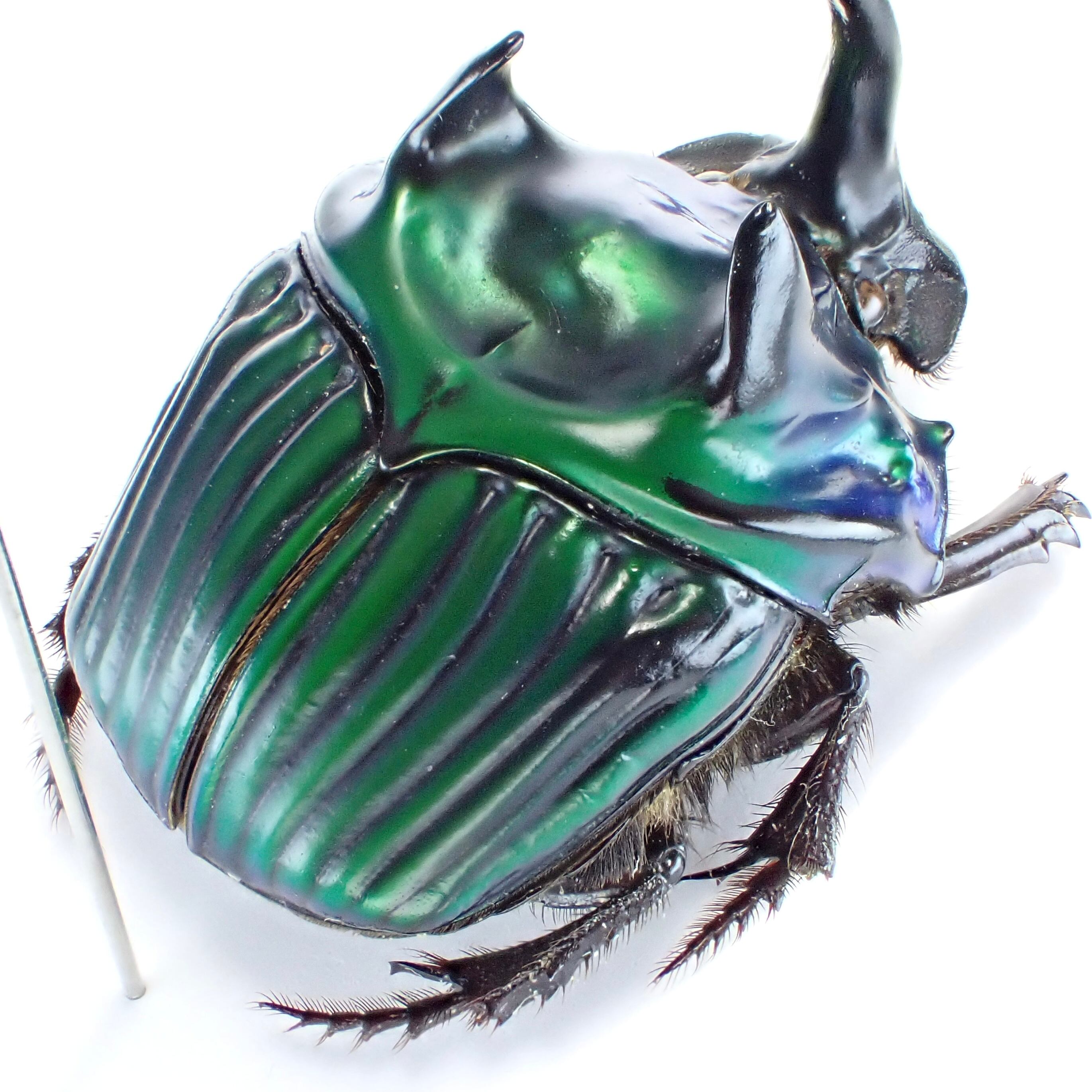 ペルー産 Oxysternon conspicillatum ♂ 26mm | 昆虫標本 Diggers