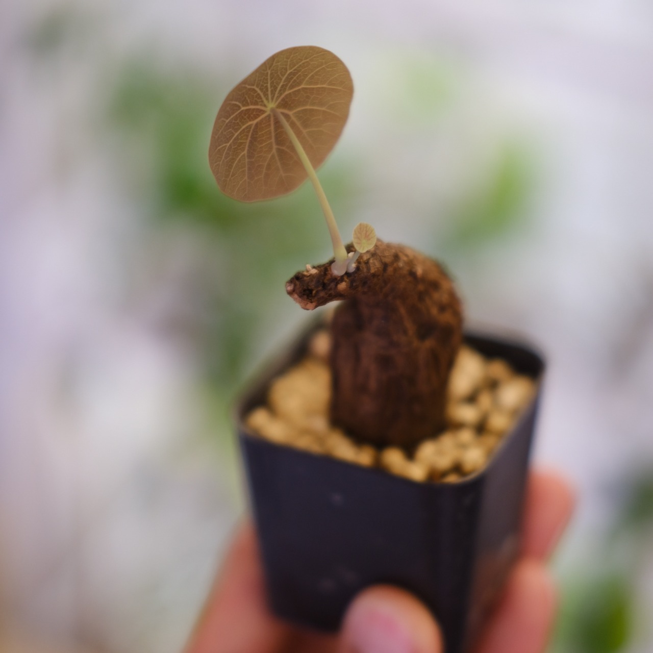 Stephania kaweesakii / ステファニア カウィーサキー㊱/ 観葉植物