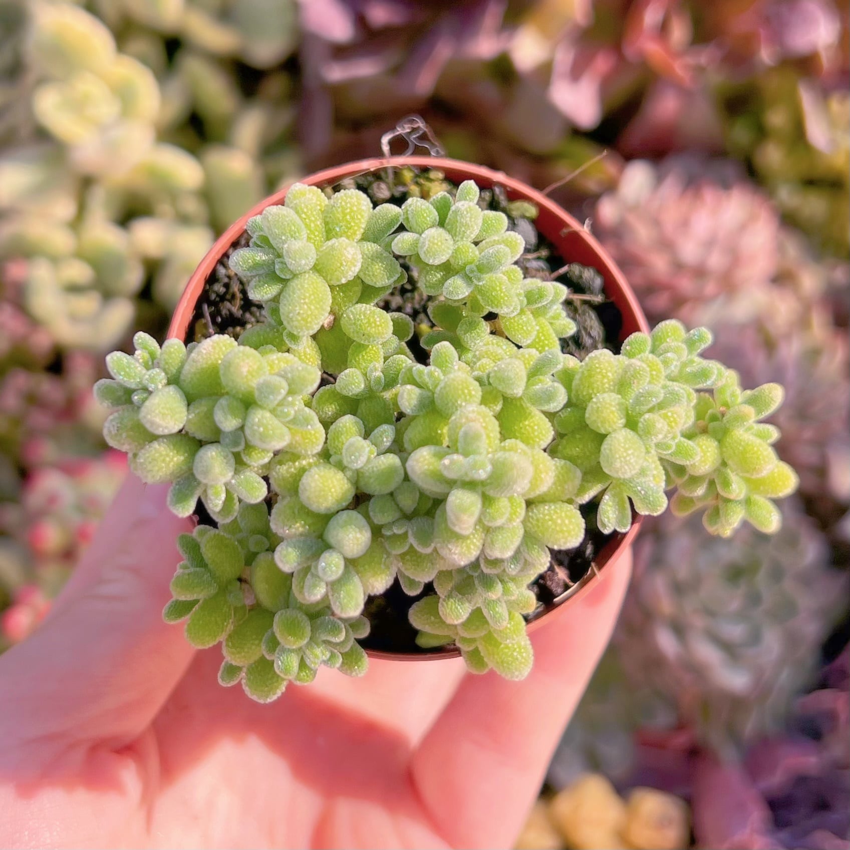 現品　蜜柑#C51　新入荷　るる農園