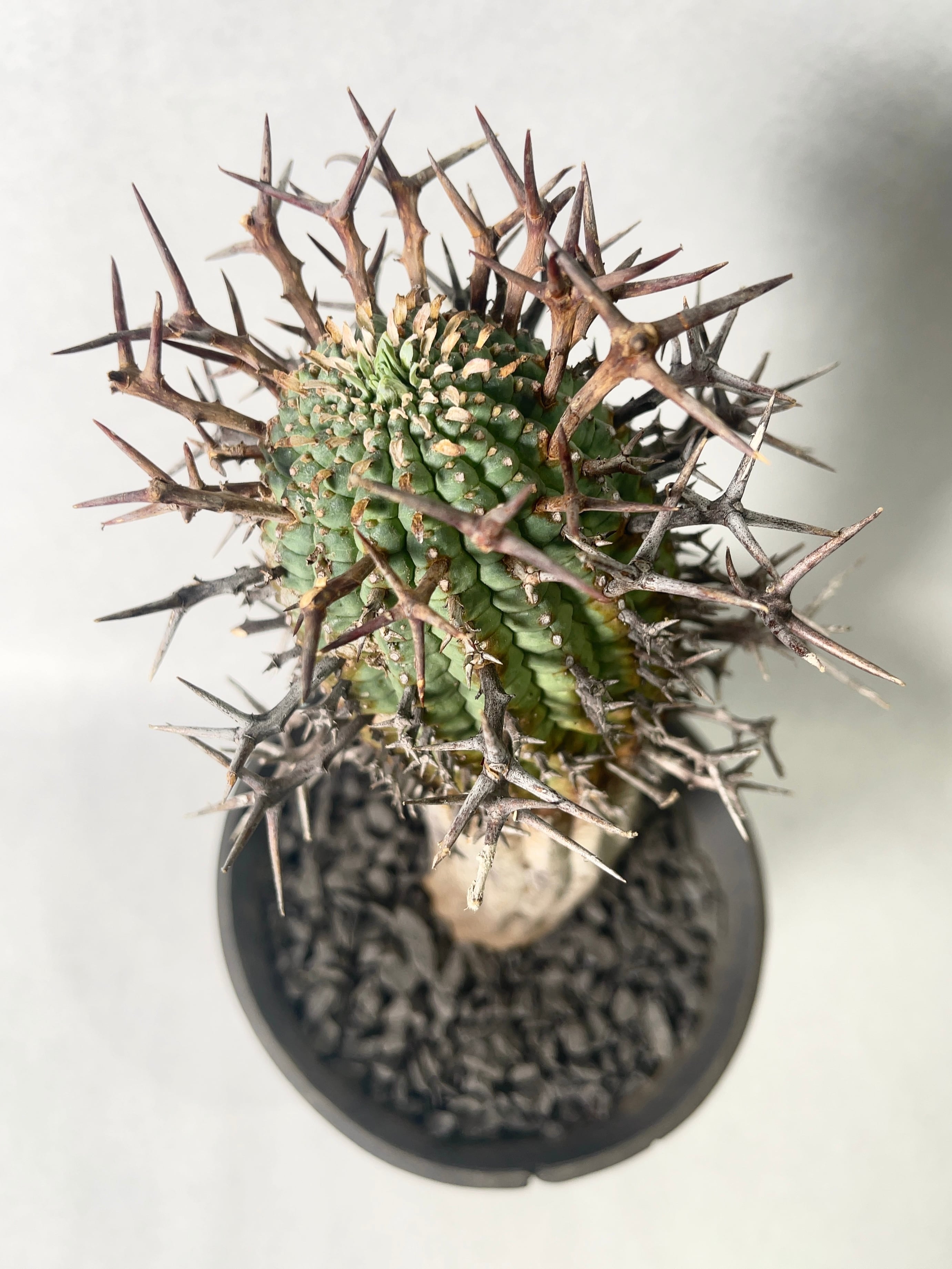 ユーフォルビア・群星冠 | trigger