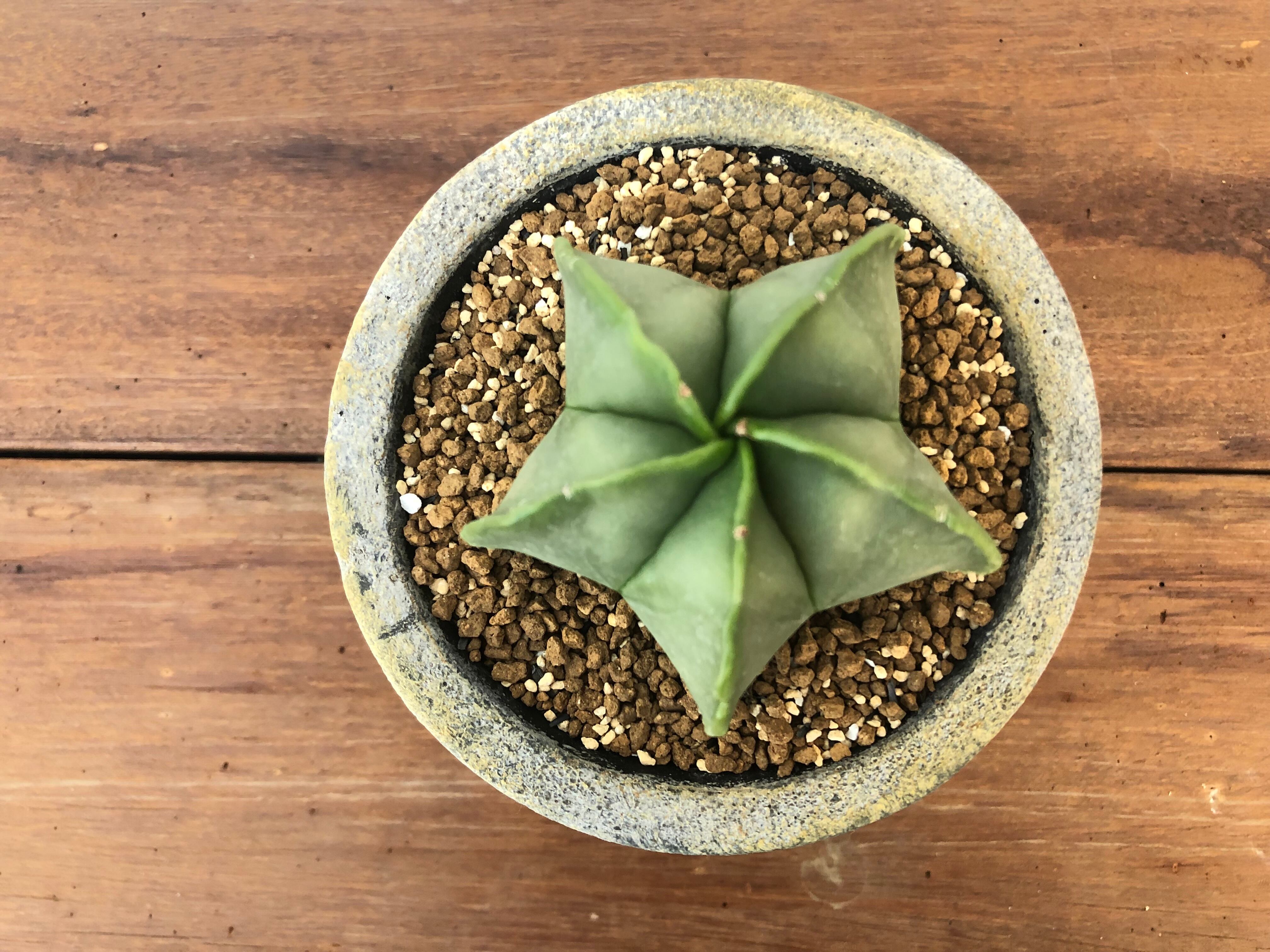 Astrophytum アストロフィツム 碧瑠璃ランポー玉 ヘキラン サボテン