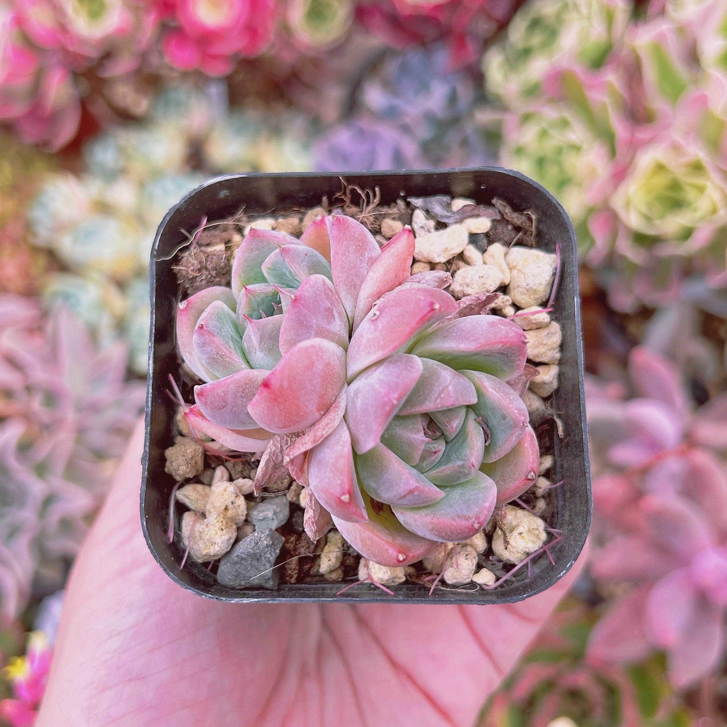 #1002現物　多肉植物　アルバビューティーxルビン　抜き苗