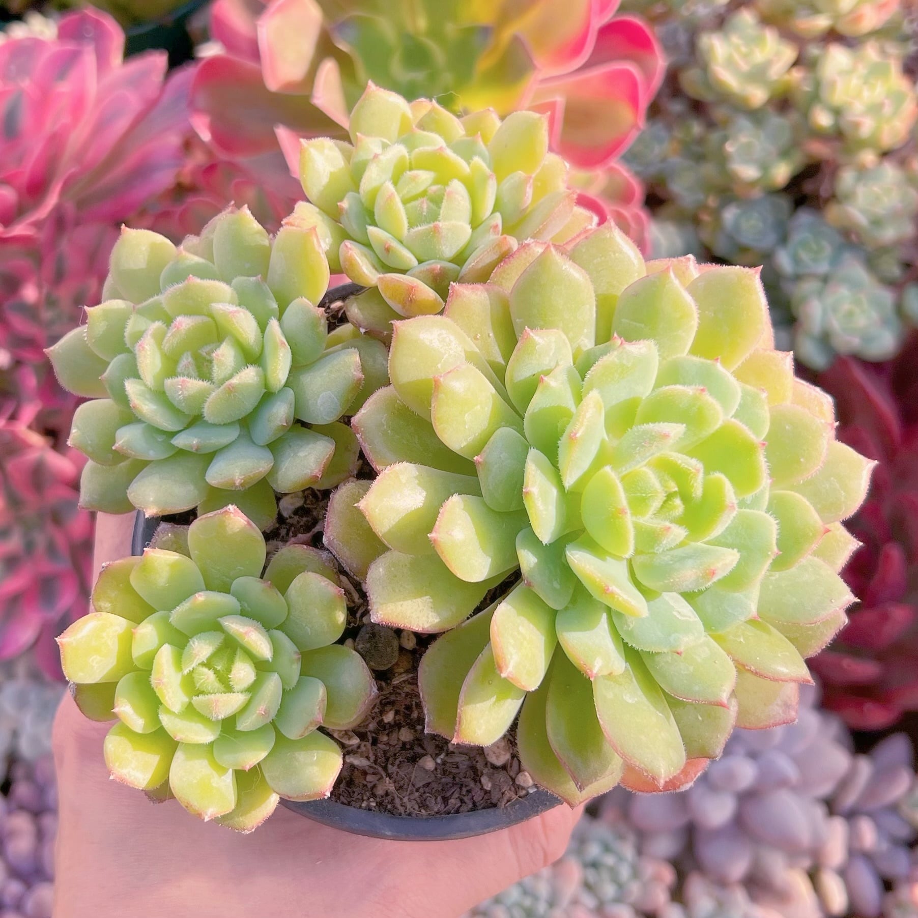 現品　光姫#531    古株   るる農園