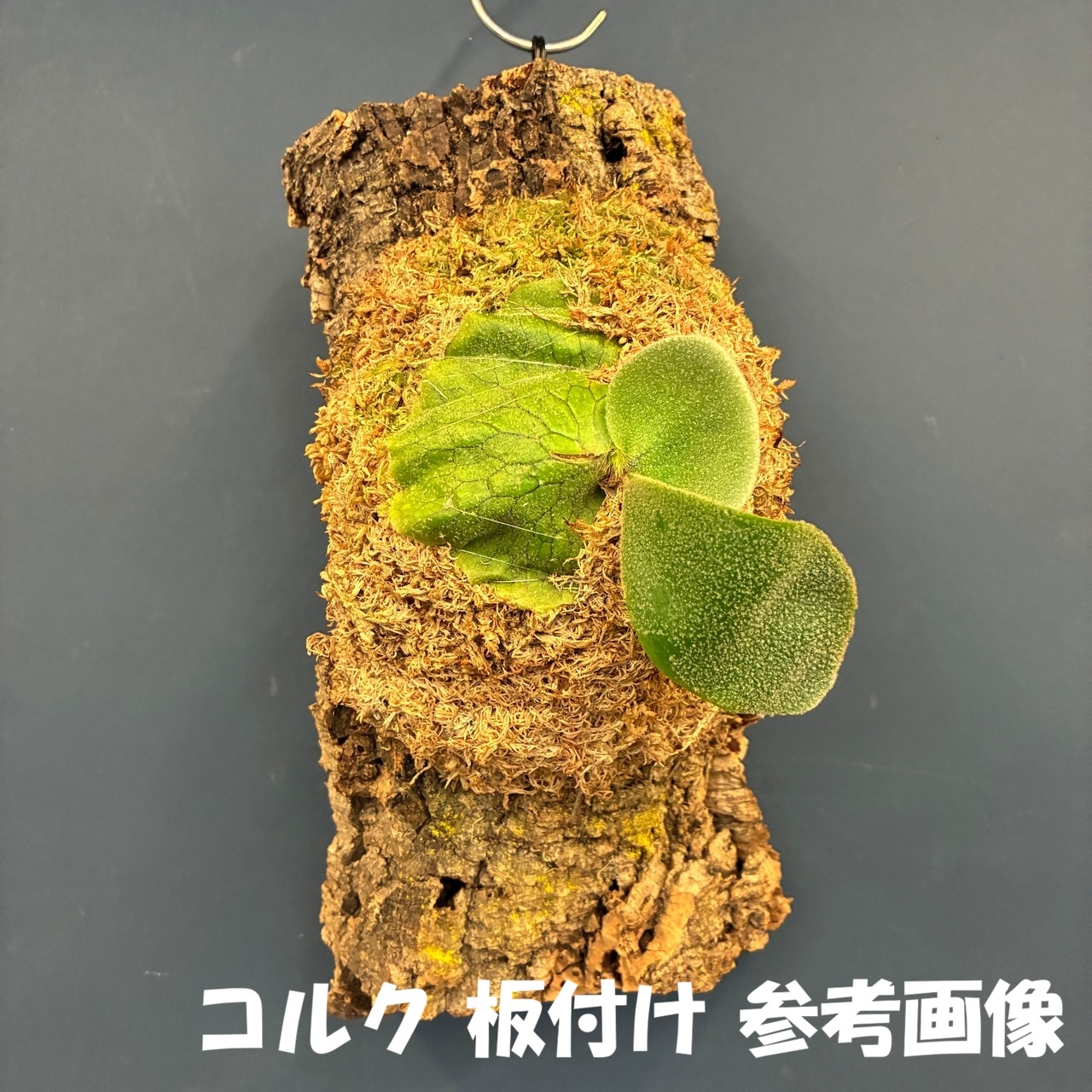 【秋の植え替えフェア対象】【セット】ビカクシダ　リドレイ