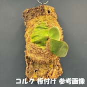 【秋の植え替えフェア対象】【セット】ビカクシダ　リドレイ