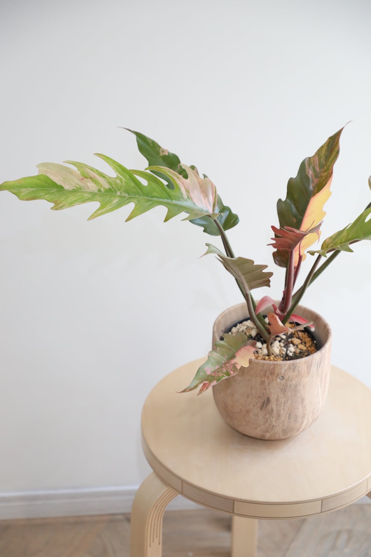 希少】【M】フィロデンドロン キャラメルマーブル/Philodendron