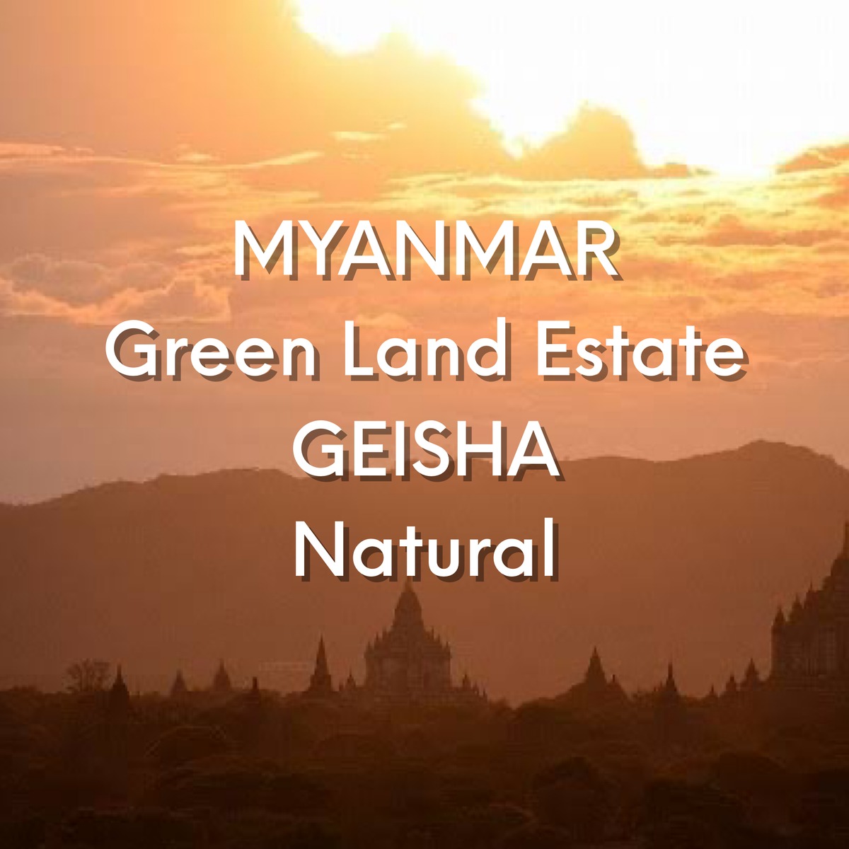 ミャンマー ゲイシャ ナチュラル / MYANMAR Green Land Estate GEISHA