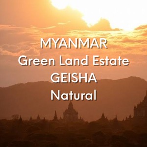 ミャンマー ゲイシャ ナチュラル / MYANMAR Green Land Estate GEISHA【100g】