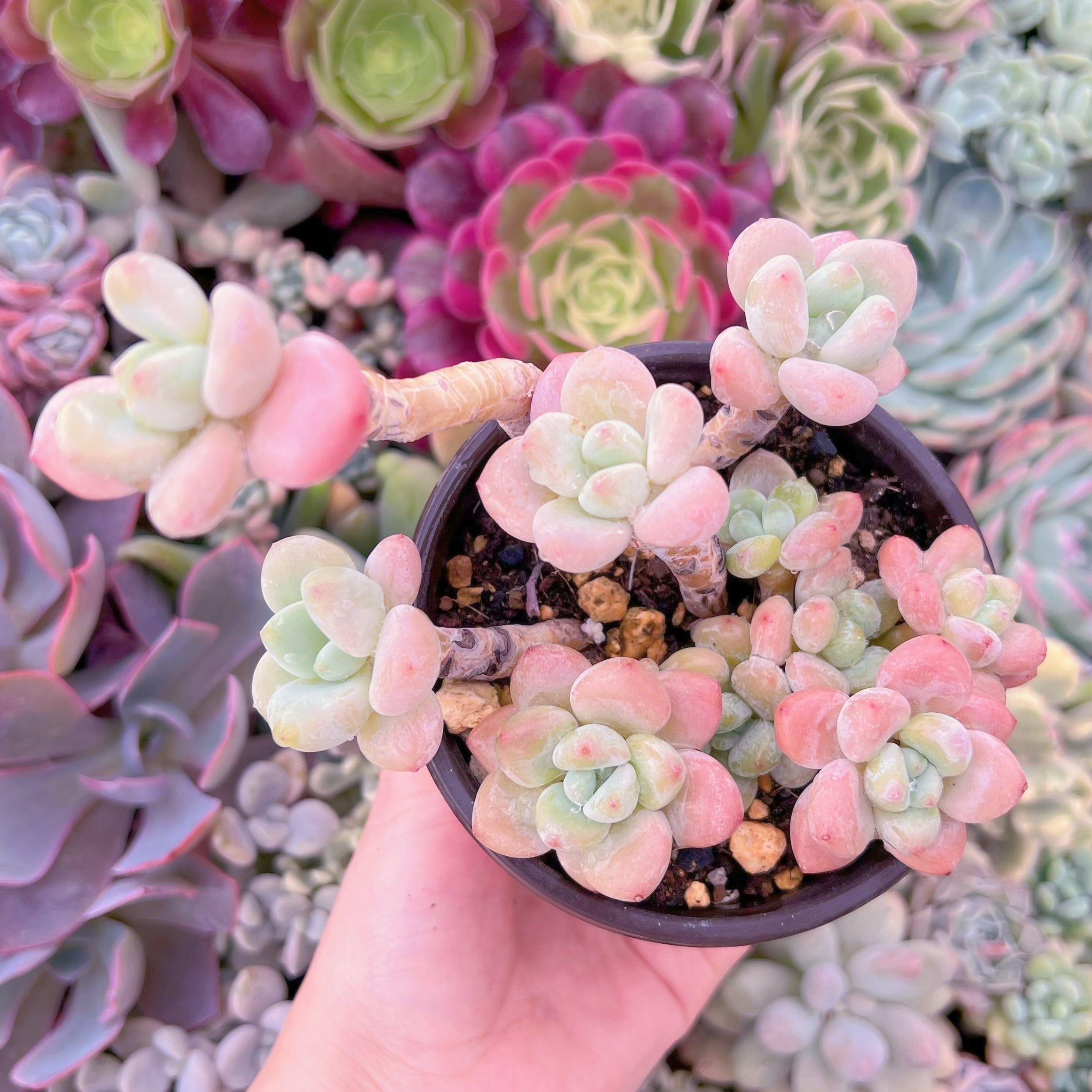 現品　マカロン#079　るる農園