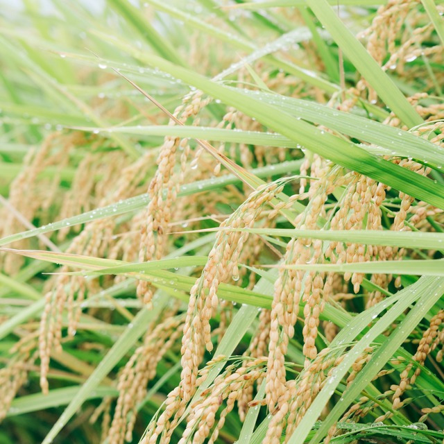 奈良県産 ヒノヒカリ 玄米10kg《送料込み》