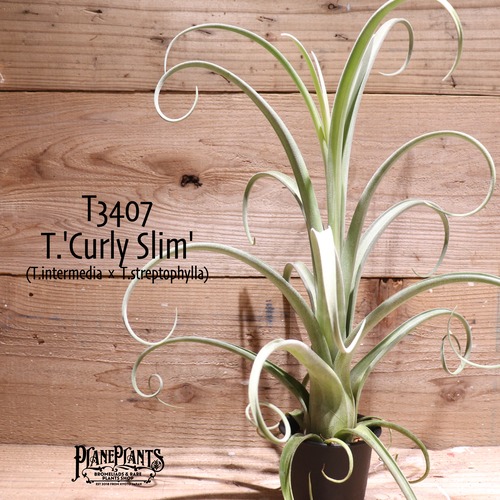 【送料無料】'Curly Slim'〔エアプランツ〕現品発送T3407