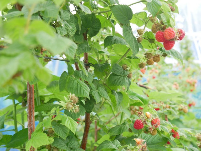 【リピート多数！】神奈川県産冷凍ラズベリー1kg（冷凍便）