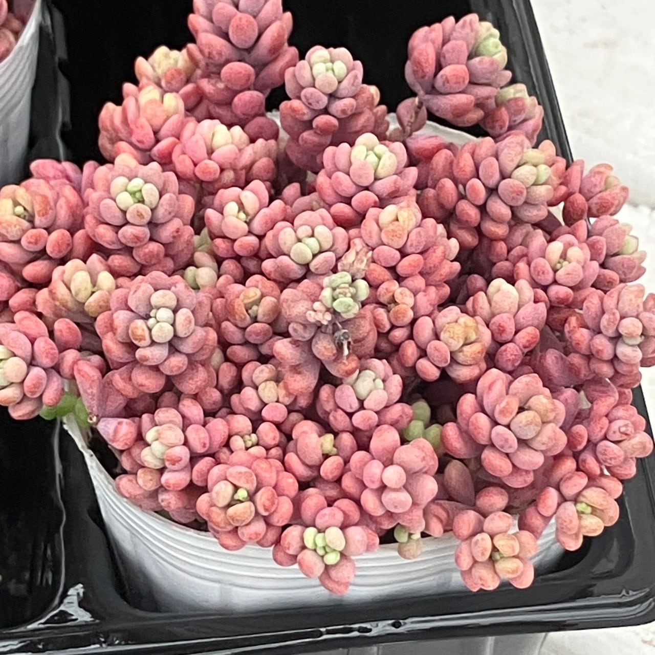 パープルヘイズ 'ストロベリーカラー' 8ポット 2号 | 多肉植物研究所