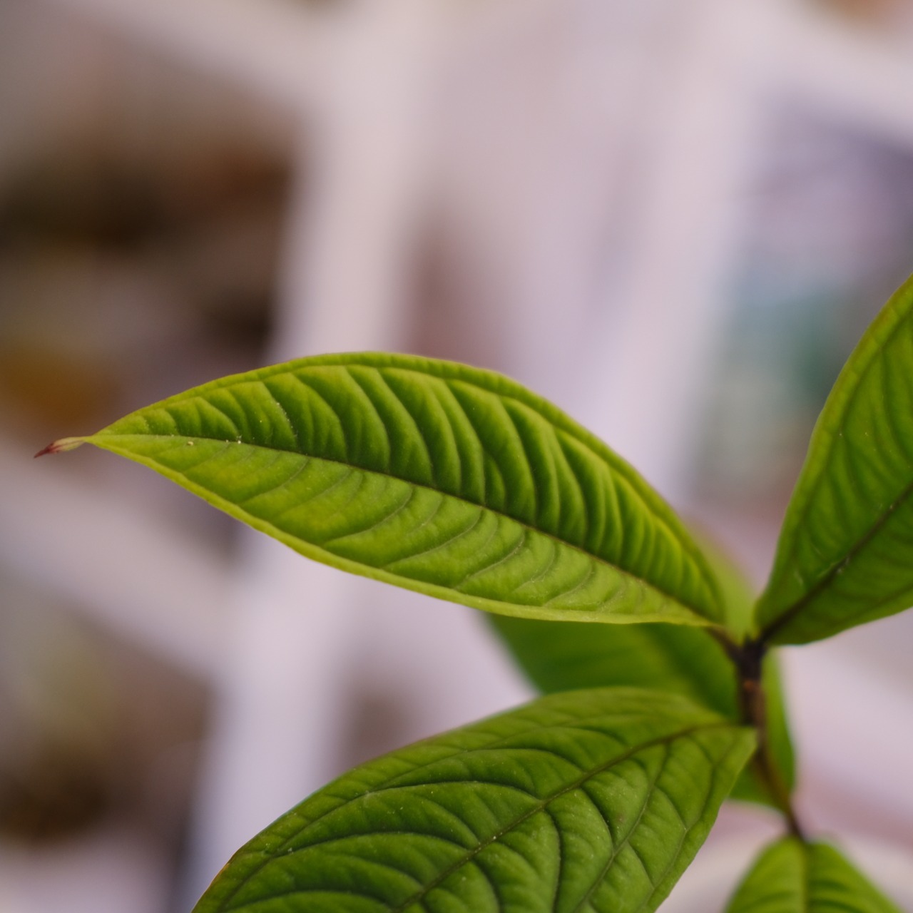 Syzygium jiewhoei｜シジギウム ジエホエイ③｜希少フトモモ科植物