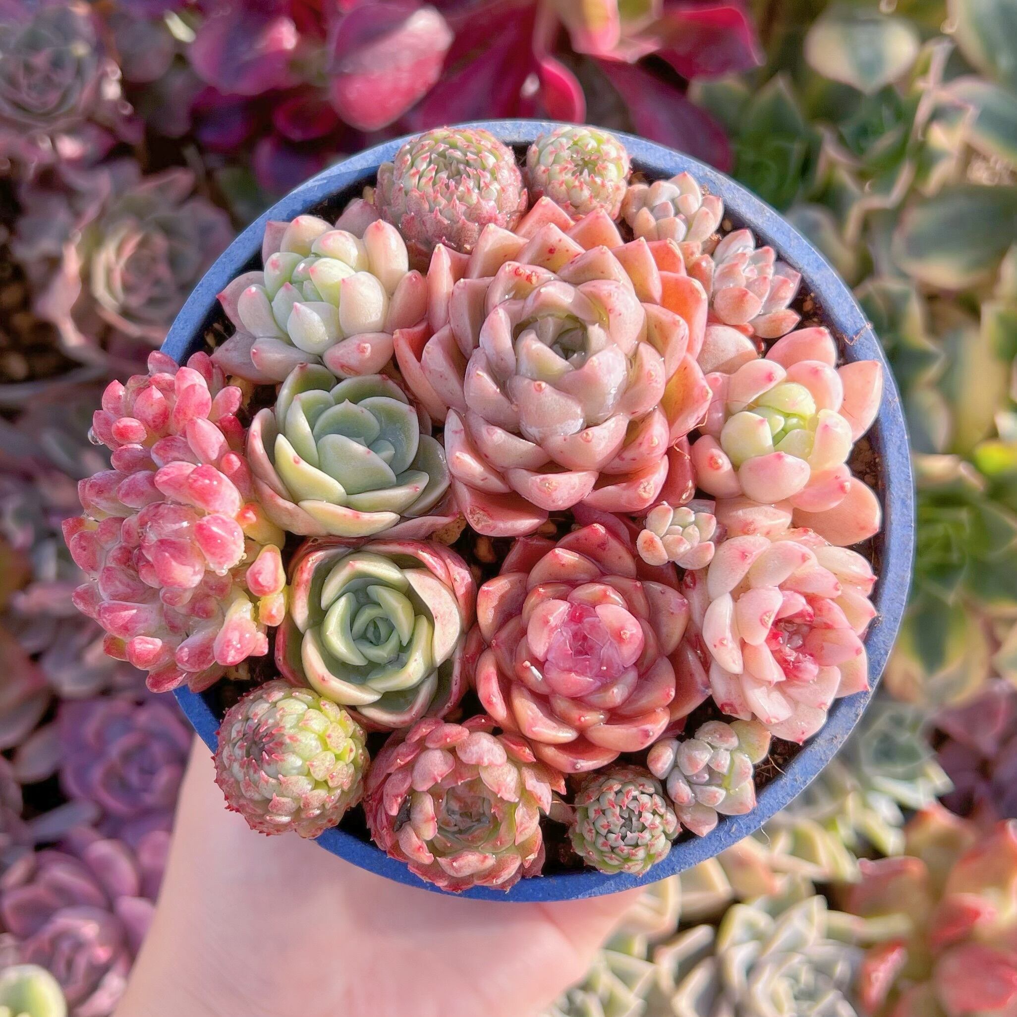 現品　寄せ植えセット#264　るる農園