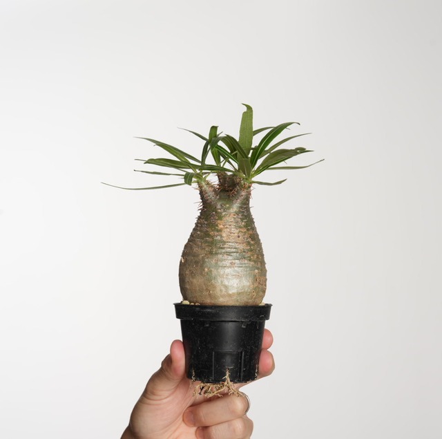 パキポディウム グラキリス no.5〈発根済み〉