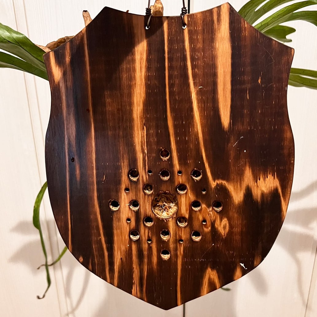 ビカクシダ グランデ 板付 【観葉植物 壁掛け コウモリラン