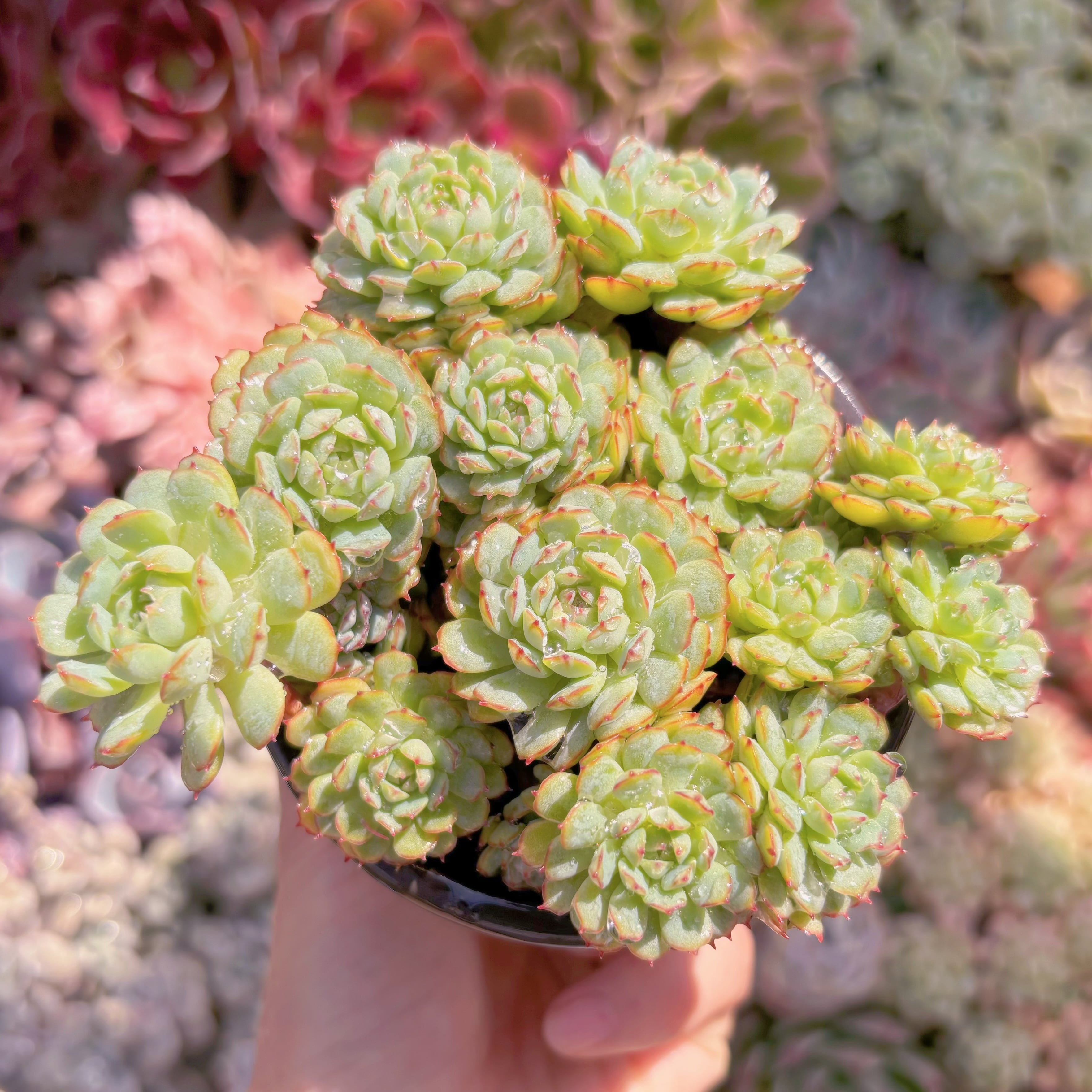 現品　グロブローサx静夜#1180　るる農園