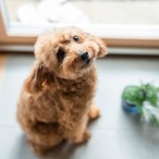 パティシエ　ホットケーキ　[010094]