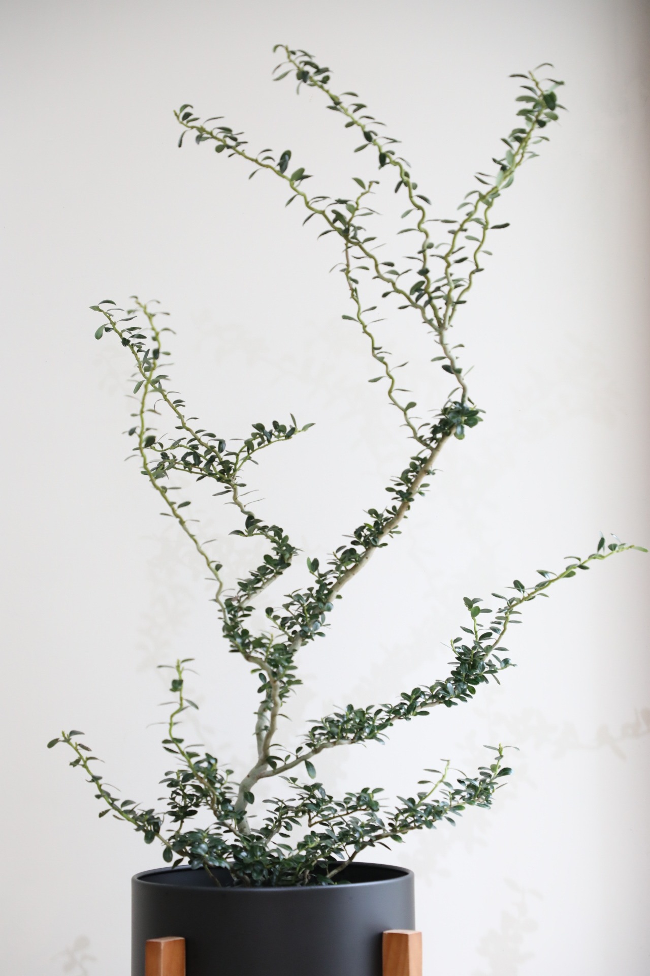 【渋谷区周辺エリア/配送料無料】【L/102cm】雲竜ツゲ/Ilex crenata