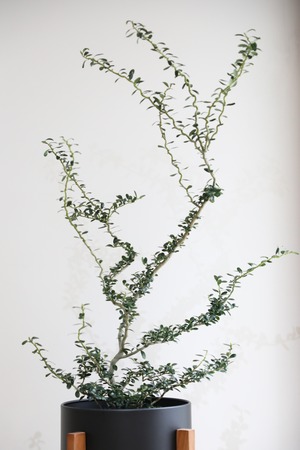 【渋谷区周辺エリア/配送料無料】【L/102cm】雲竜ツゲ/Ilex crenata