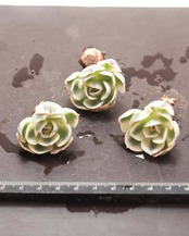 【はじめての方限定】カット苗 ルノーディーン ミニ株 Echeveria 'Lenore Dean'