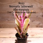 【送料無料】Neoregelia 'Jabberwock'  Albo〔ネオレゲリア〕現品発送N0251