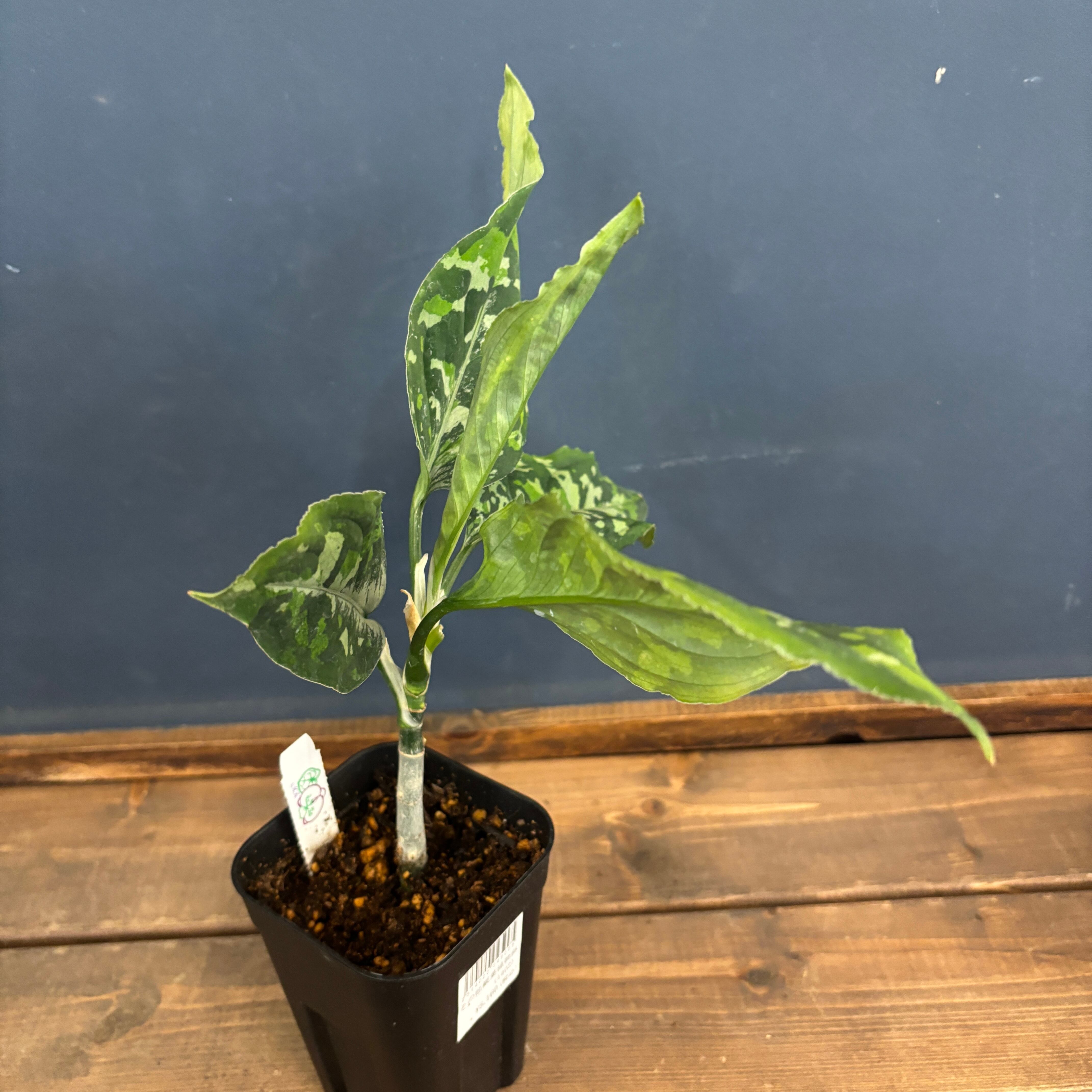 アグラオネマ ピクタム トリカラー ワイド【107】 | PROTOLEAF プロト